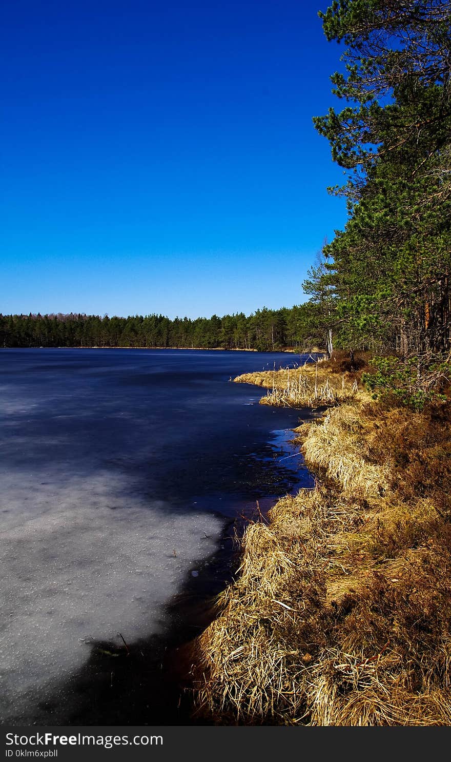 Body of Water in Between Trees