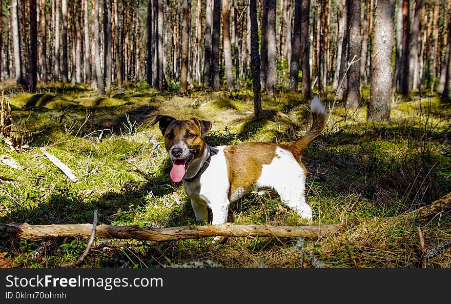 Adult Tan and White Jack Russell Terrier