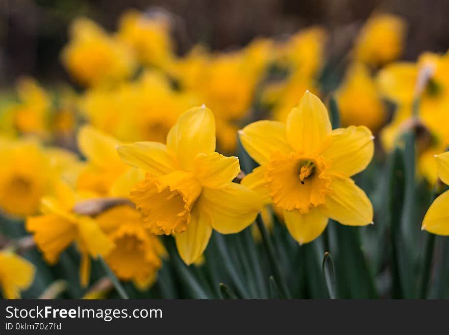 Yellow Daffodils in Selective Focus Photography