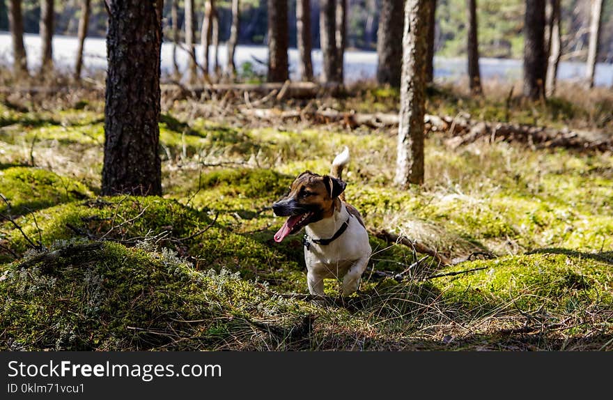 Photo of Tan and White Terrier on Woods