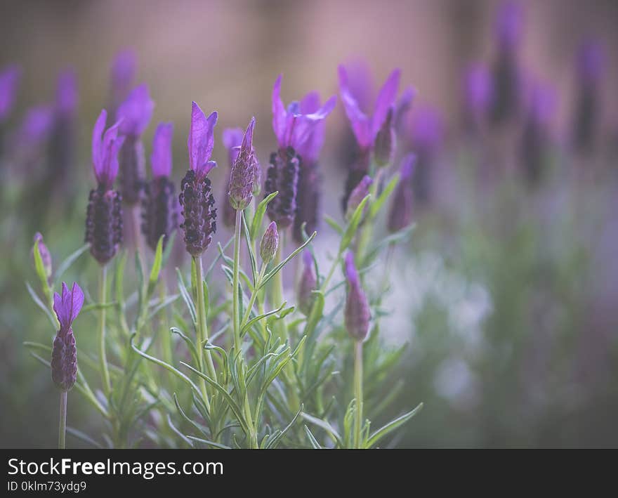 Purple Lavender Flowers in Selective Focus Photography