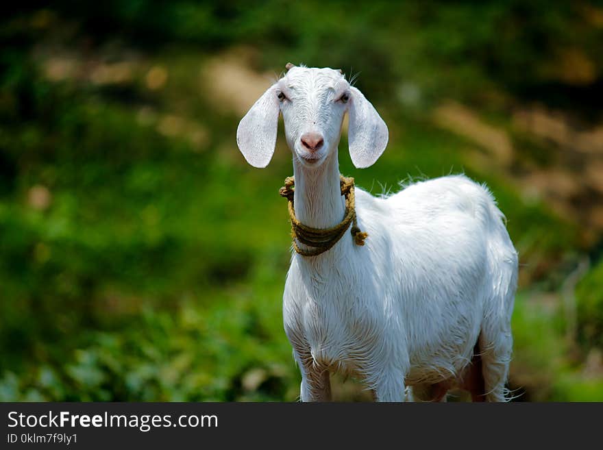 Selective Focus Photography of Goat