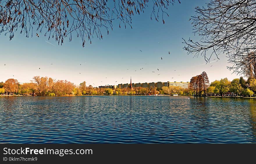 Body of Water Near Brown Tree