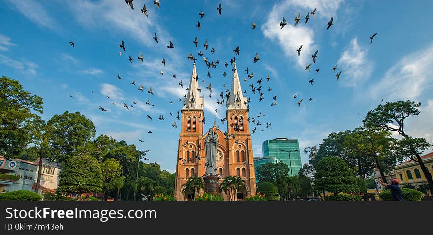 Flock of Birds Under Blue and White Sky