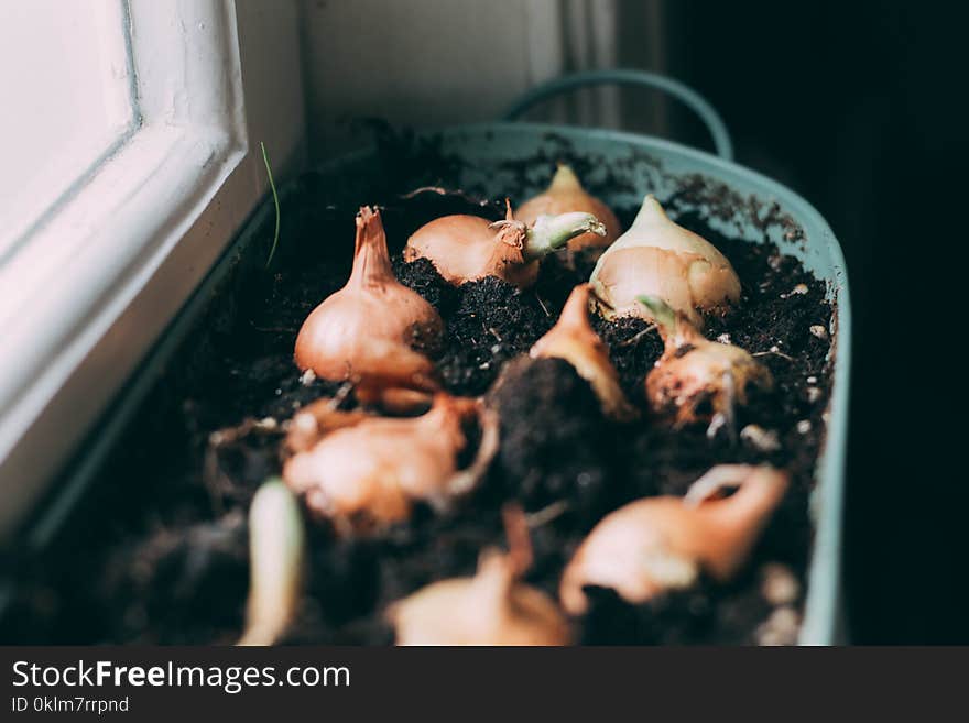 White Onions on Soil