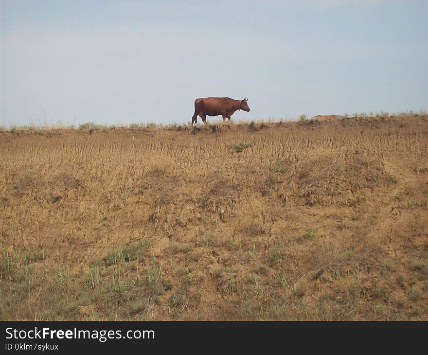 Brown Cow Standing on a Grass Field