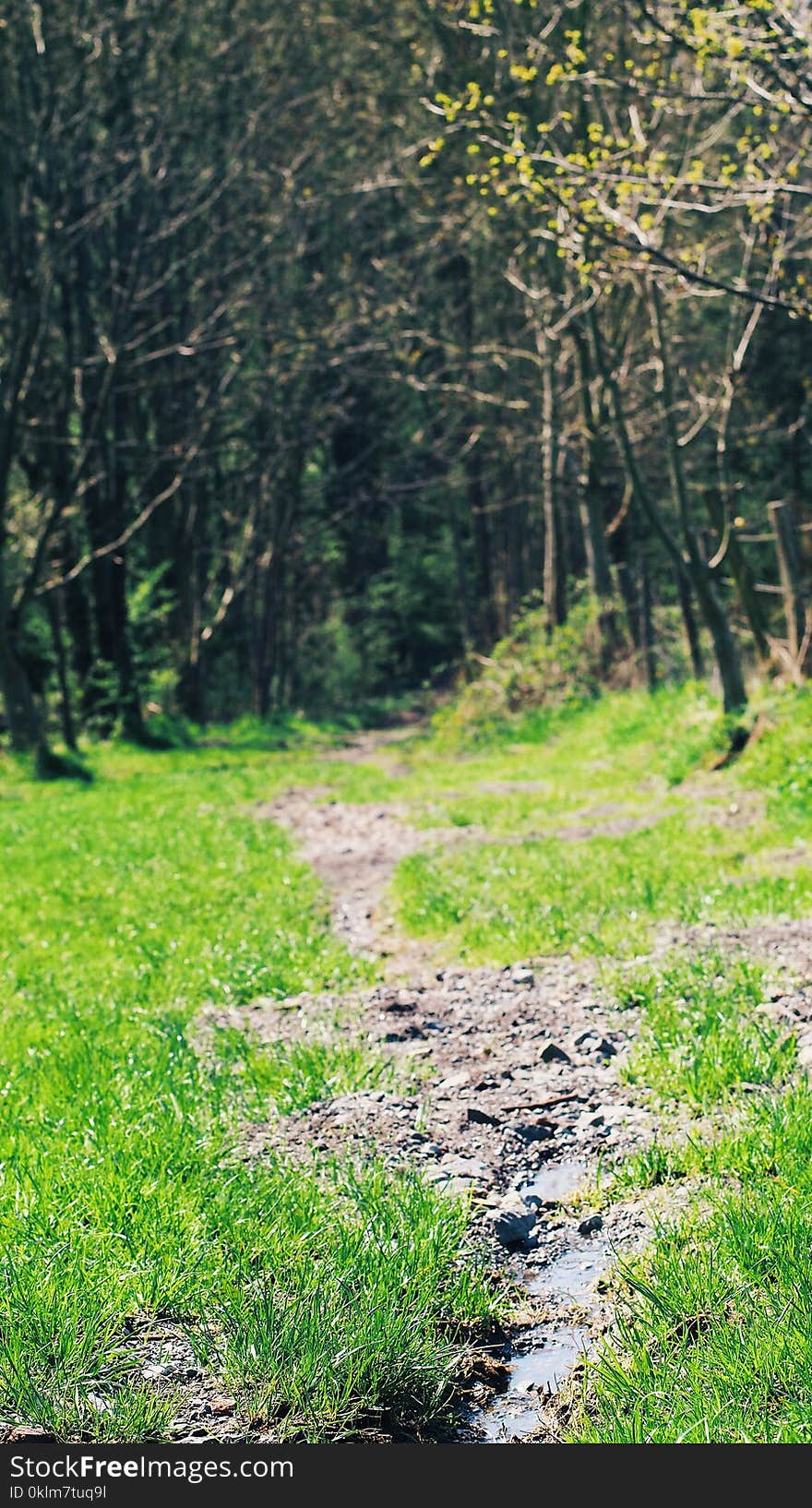 Green Grass Near Leafed Trees