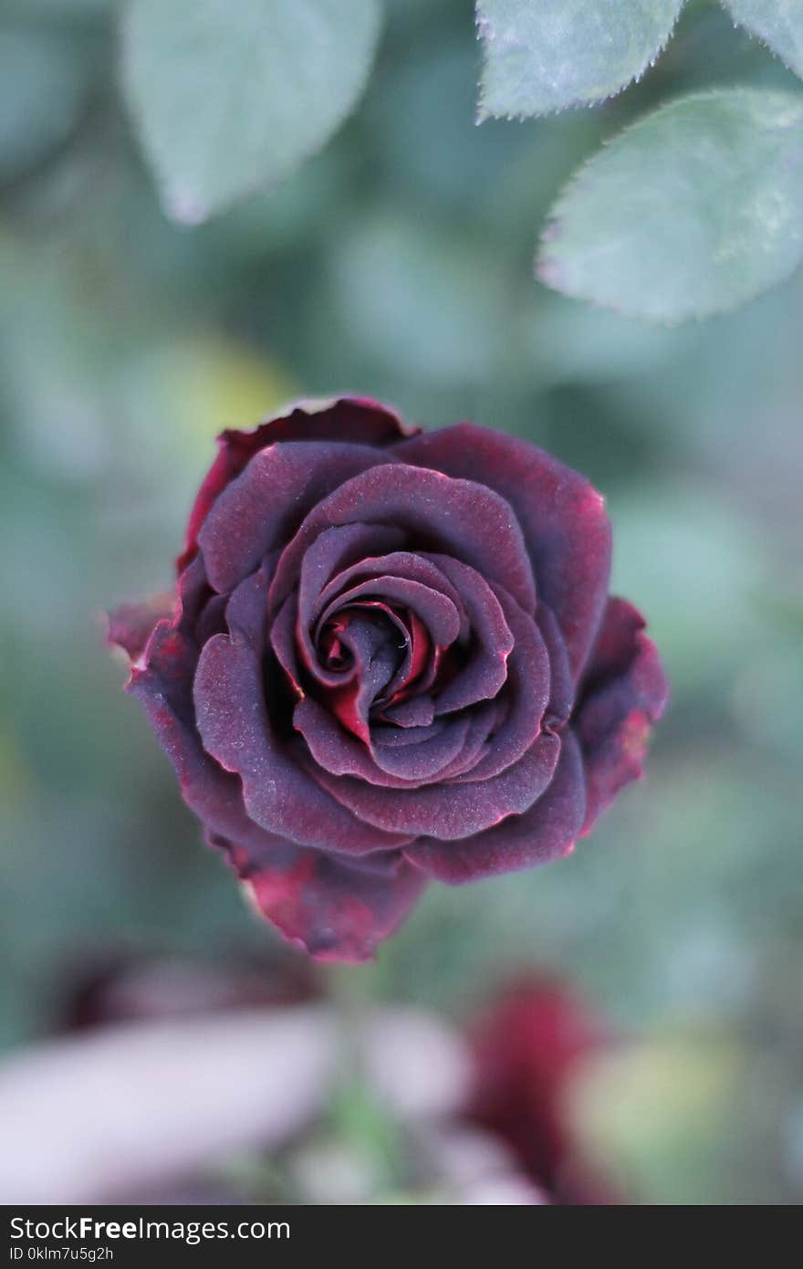 Macro Shot Photography of Rose