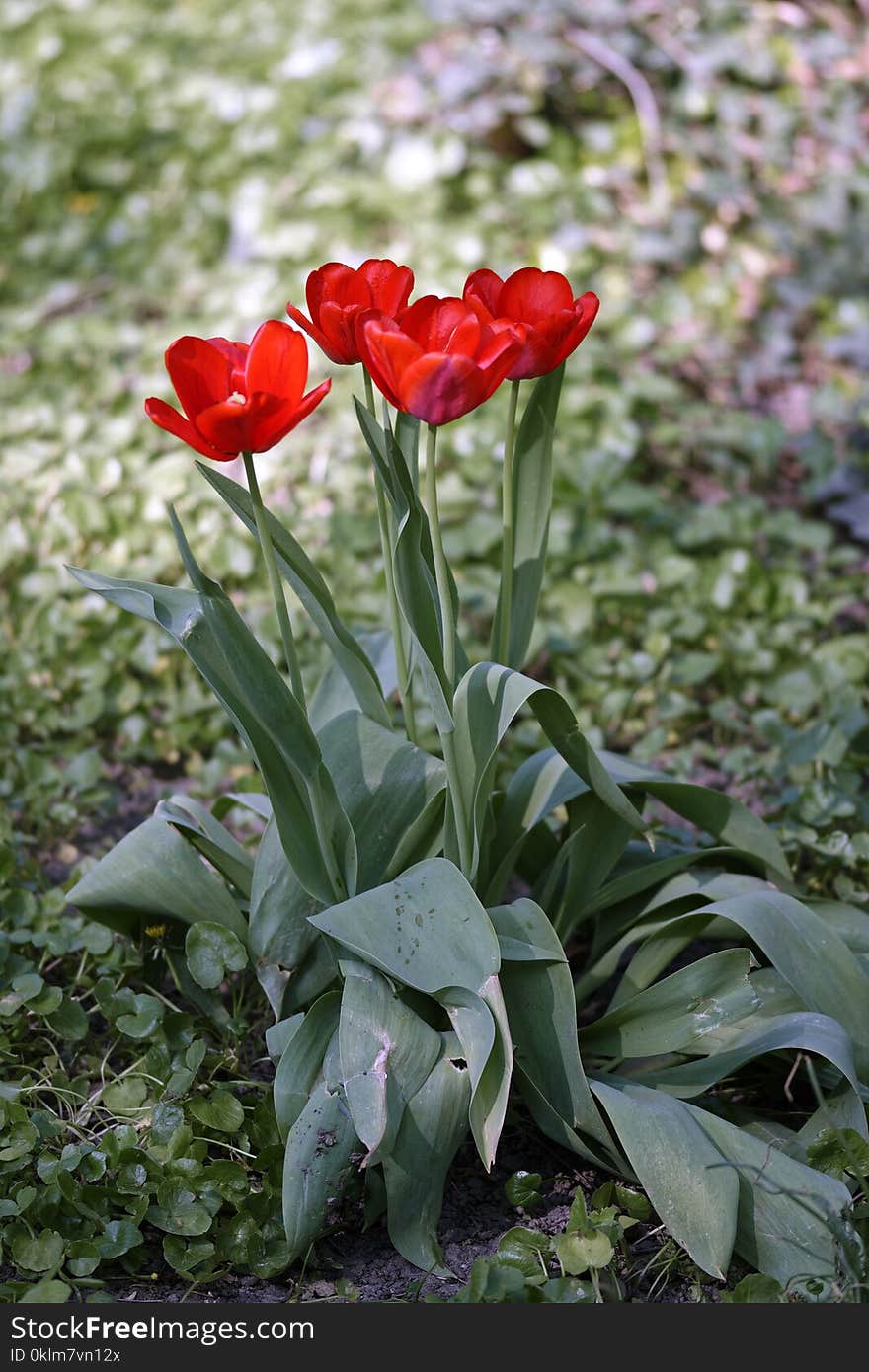 Red Tulip Flower Arrangemnet