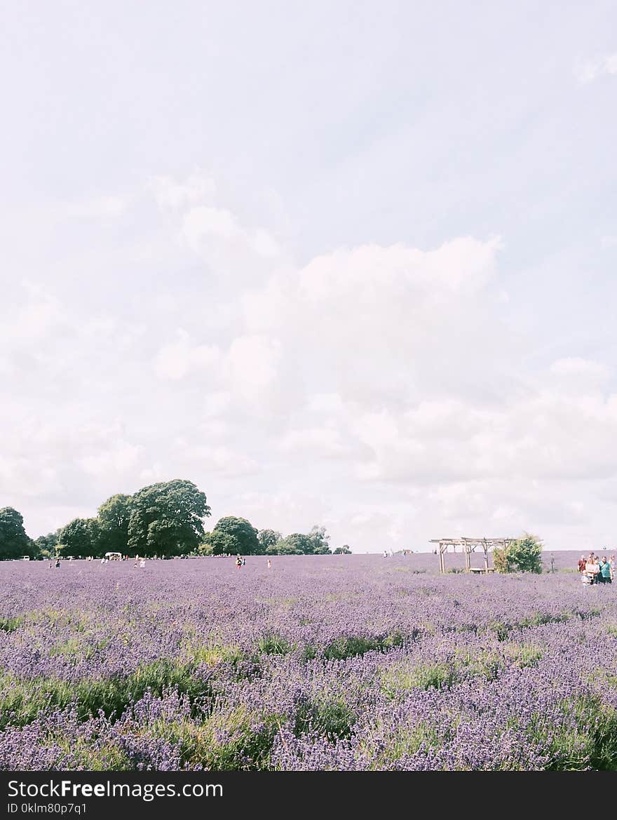 Photography of Purple Petaled Flower Field