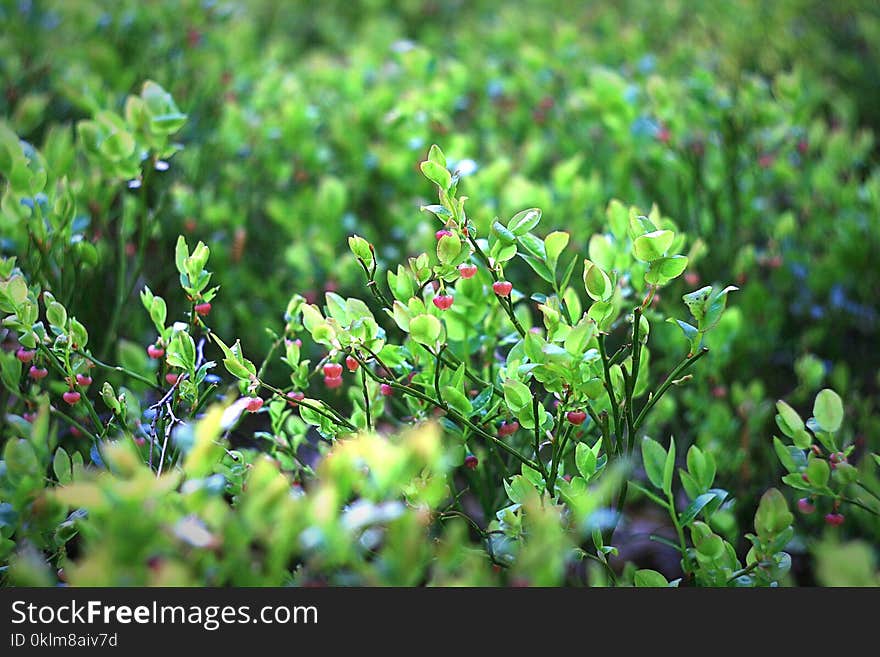 Bed of Green Leaf Plant