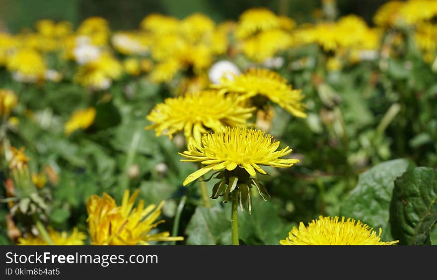 Selective Focus Photography of Yellow Petaled Flowers