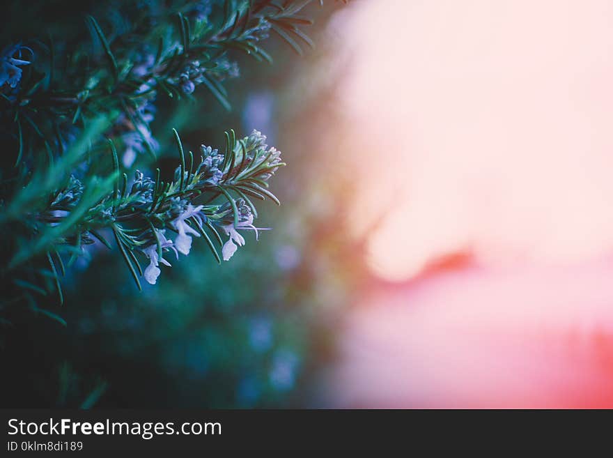 Selective Focus Photography of Flowers