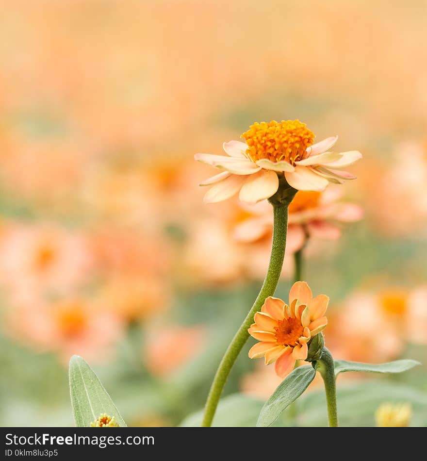 Shallow Focus Photography of White Daisy