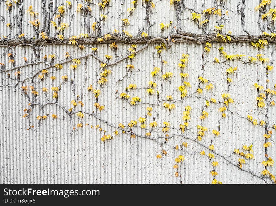 Yellow Vines on Gray Concrete Wall