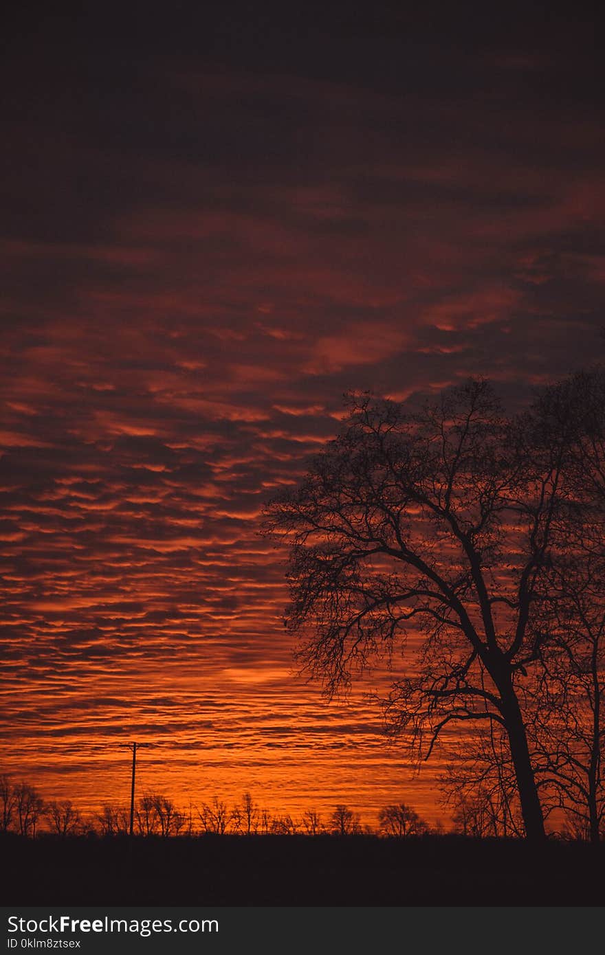 Photo of Tree Under Sunset