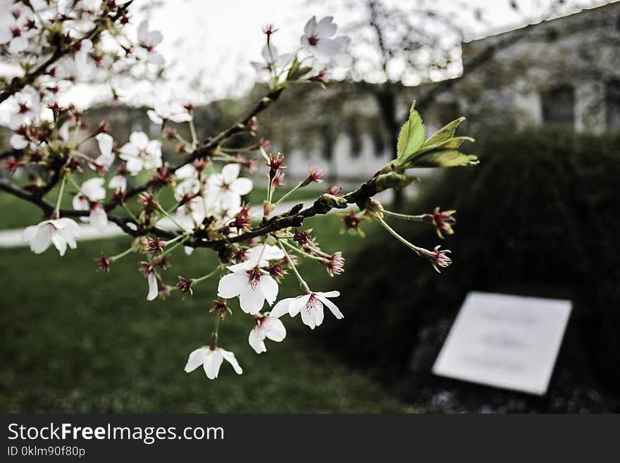 Selective Focus Photography of White-and-red Petaled Flowers