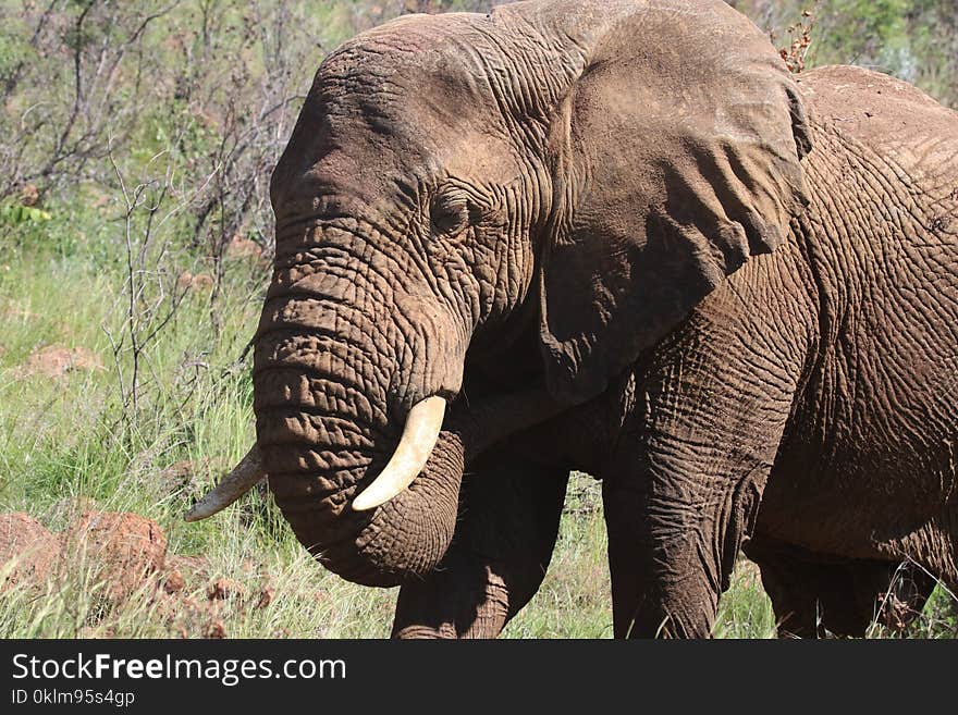 Photography of Brown Elephant