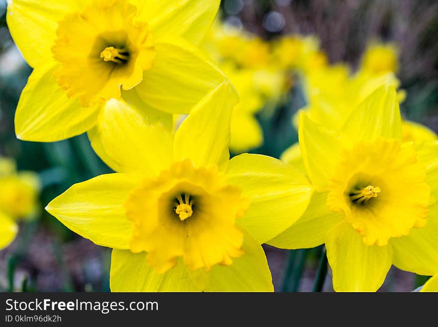 Photo of Yellow Flowers