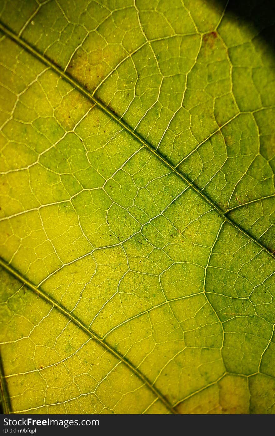 Close Up Photography of Leaf