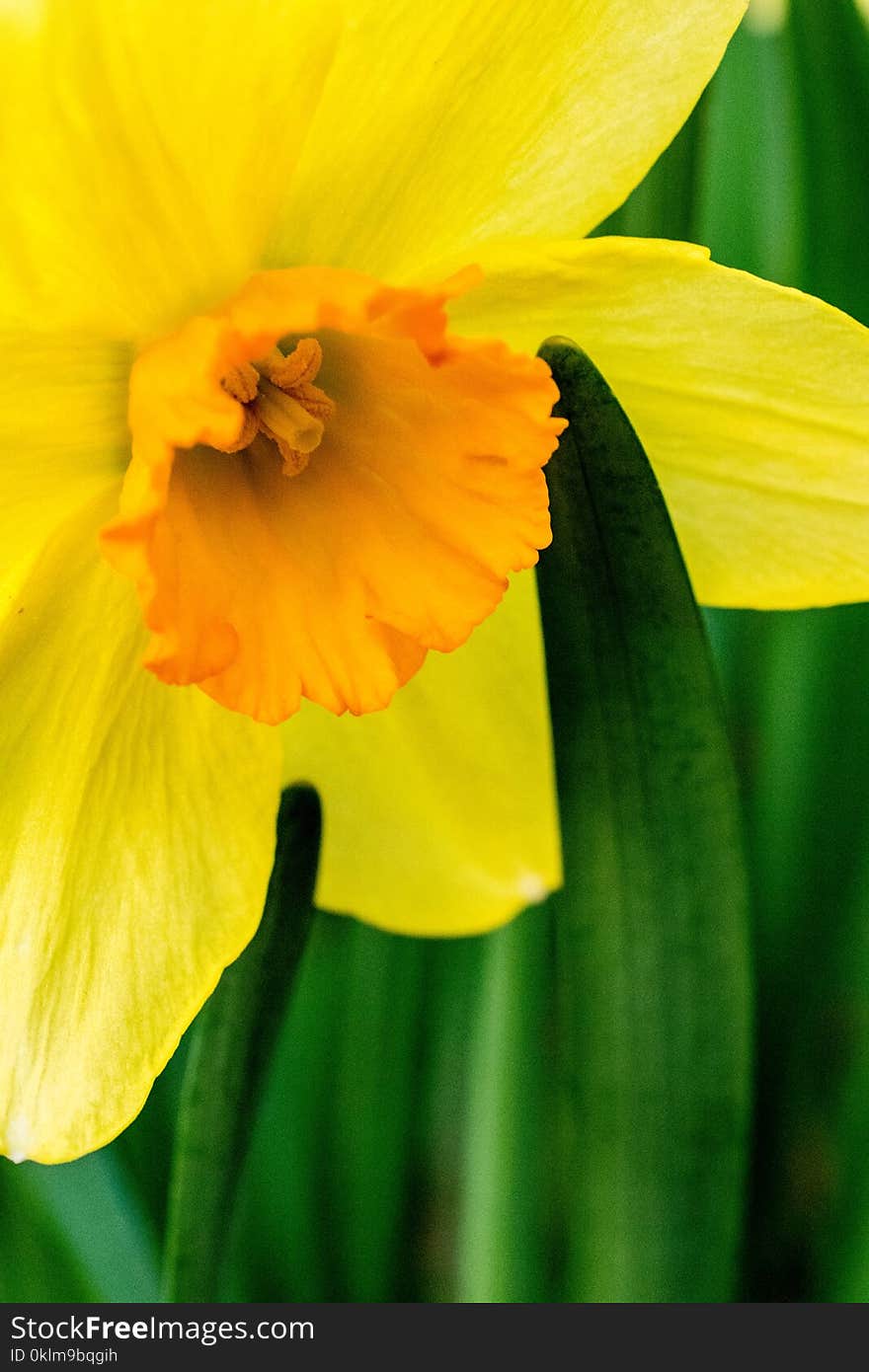 Selective Focus Photography of Yellow Daffodil Flower