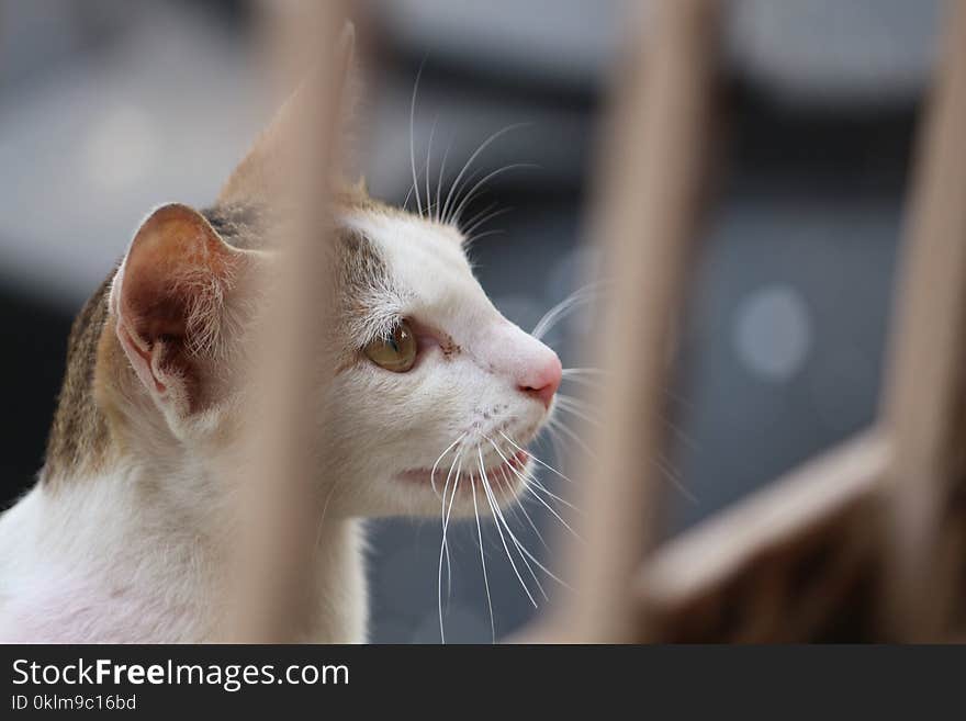 White and Gray Tabby Cat Behind Fence