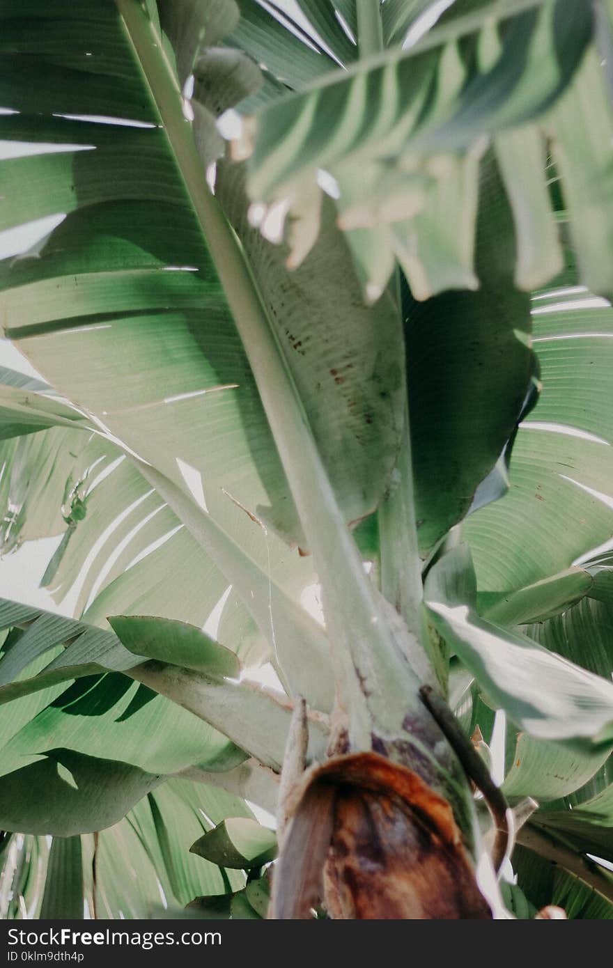 Green Banana Leaf