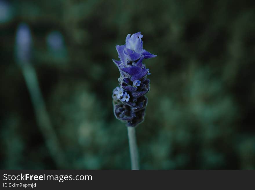 Selective Focus Photography of Purple Clustered Flower