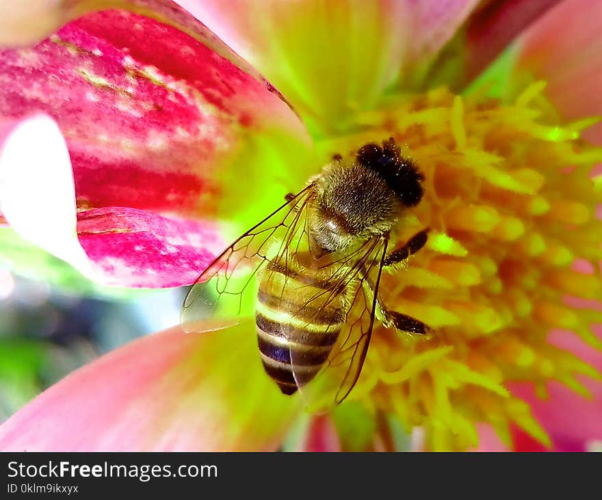 Honey Bee Perched on Pink and Yellow Petaled Flower Closeup Photography