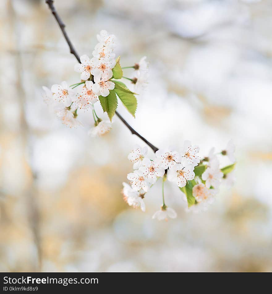 Selective Focus Photography of White Petaled Flowers