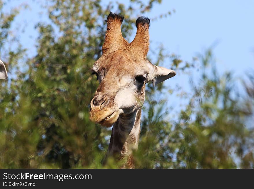 Closeup Photo of Brown Giraffe