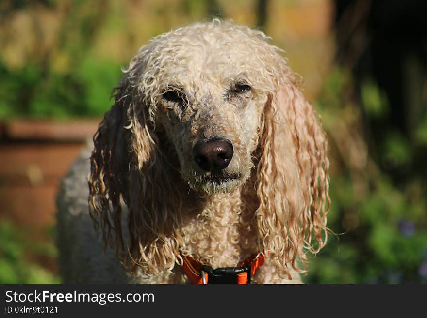 Selective Focus Photography of White Dog