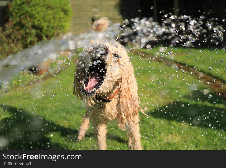 Soaked Wet Long-coated Dog Opens Mouth at Water Streams on Green Grass