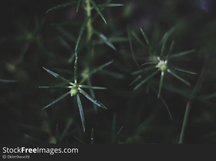 Green Leaf Plant