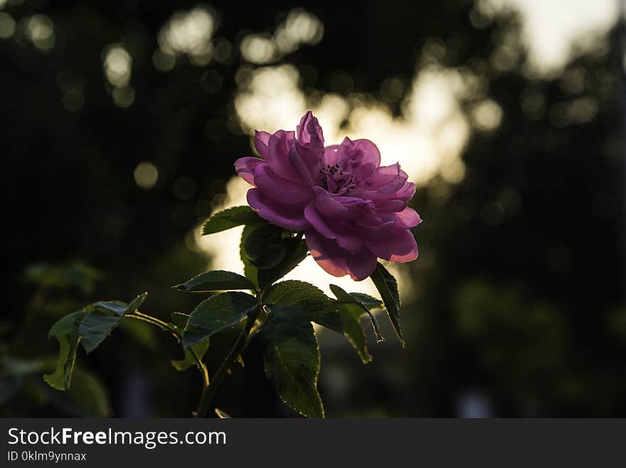 Pink Rose at Daytime