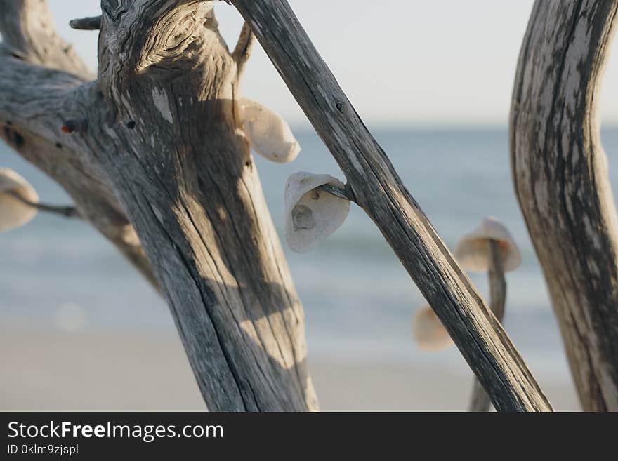 Tree Branch With Shells