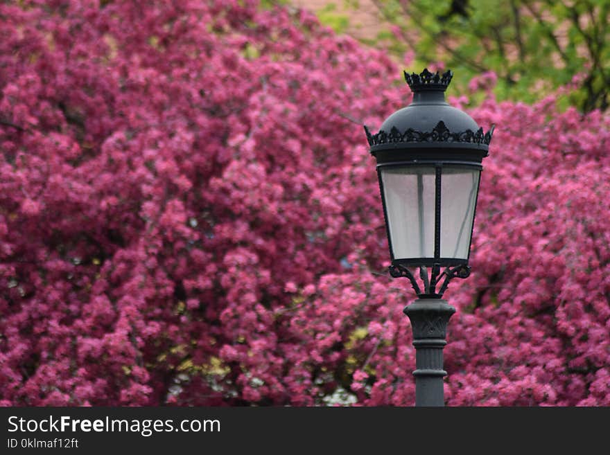 Selective Focus Photography of Black Lamp Post