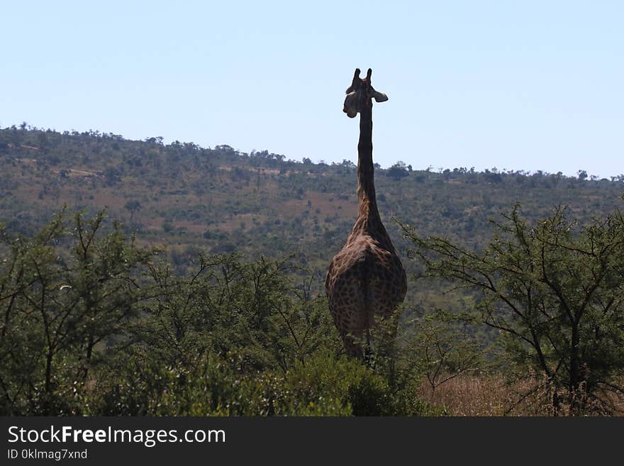 Giraffe Walking on Green Grass