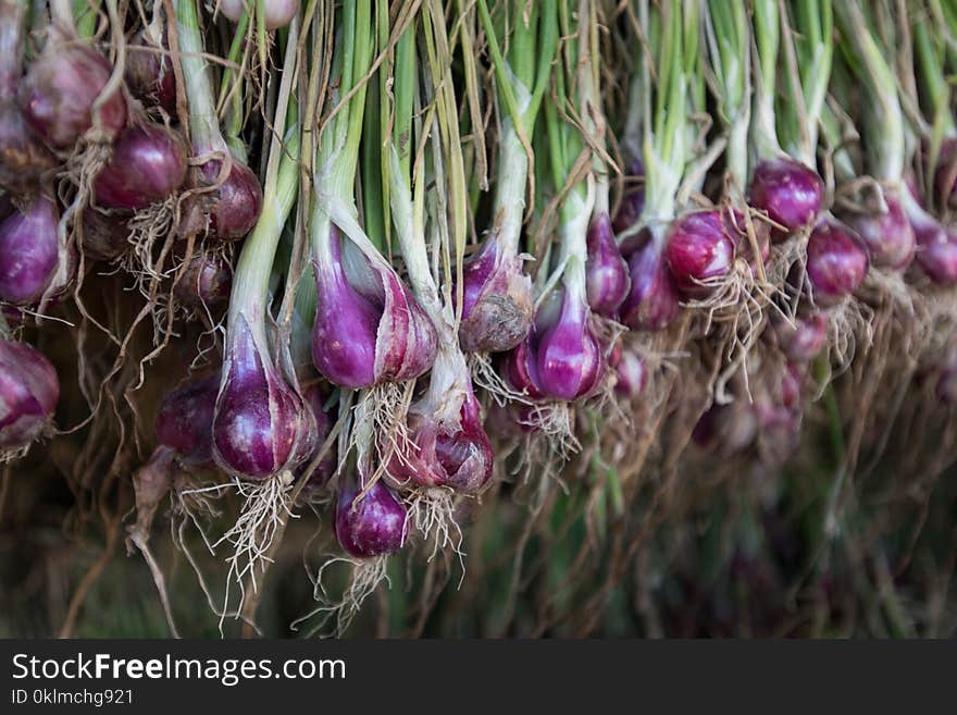 Shallots Red Onion Allium Ascalonicum At Vegetable Garden Farm