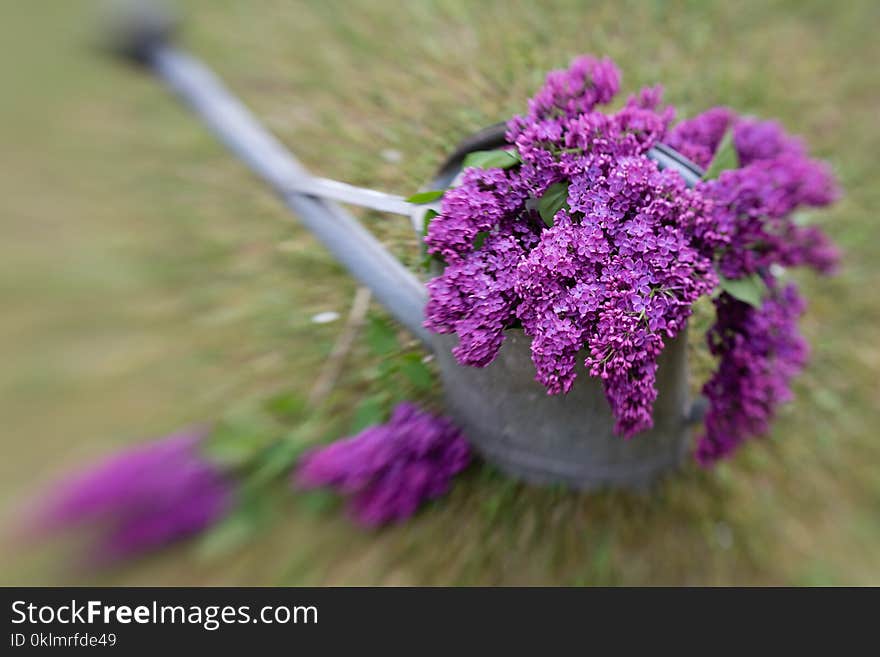 Violet lilac decoration in a water can taken with lensbaby and therefore blurred