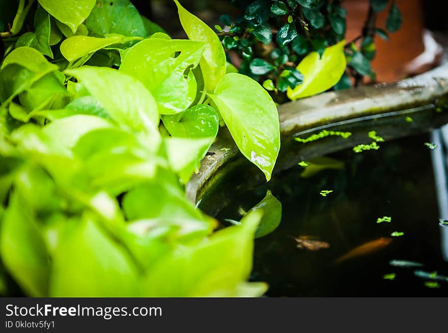 Closeup of green leaf decorated in pond garden, exterior design