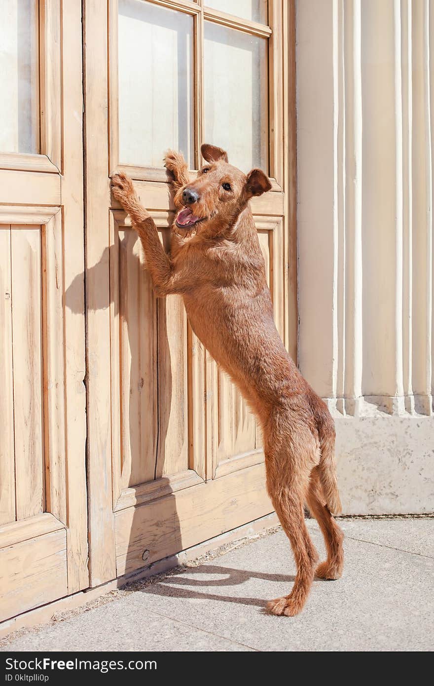 Irish Terrier is standing on hind legs at the door.