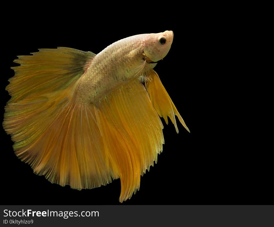 Siamese fighting fish