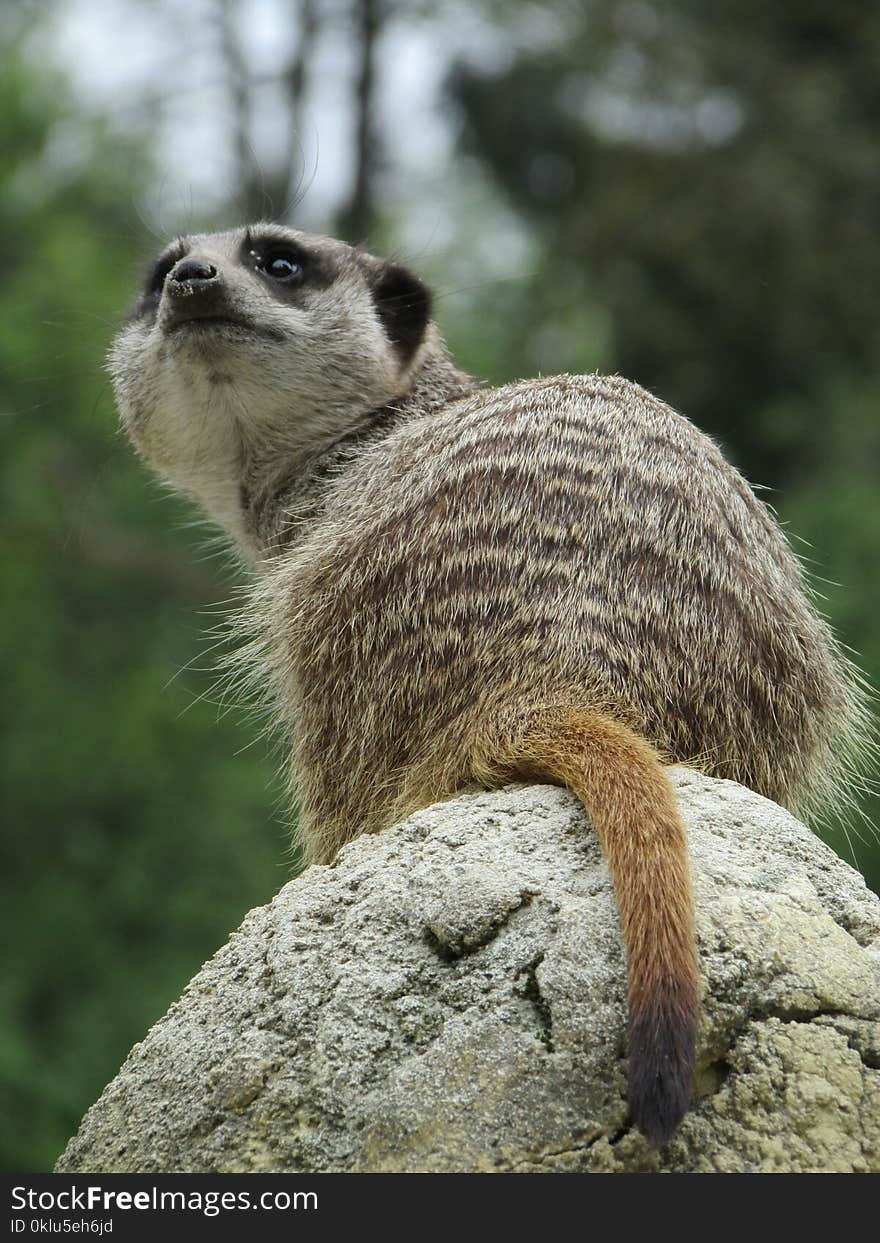 Meerkat, Mammal, Fauna, Terrestrial Animal