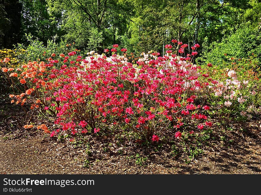 Plant, Flower, Flowering Plant, Flora