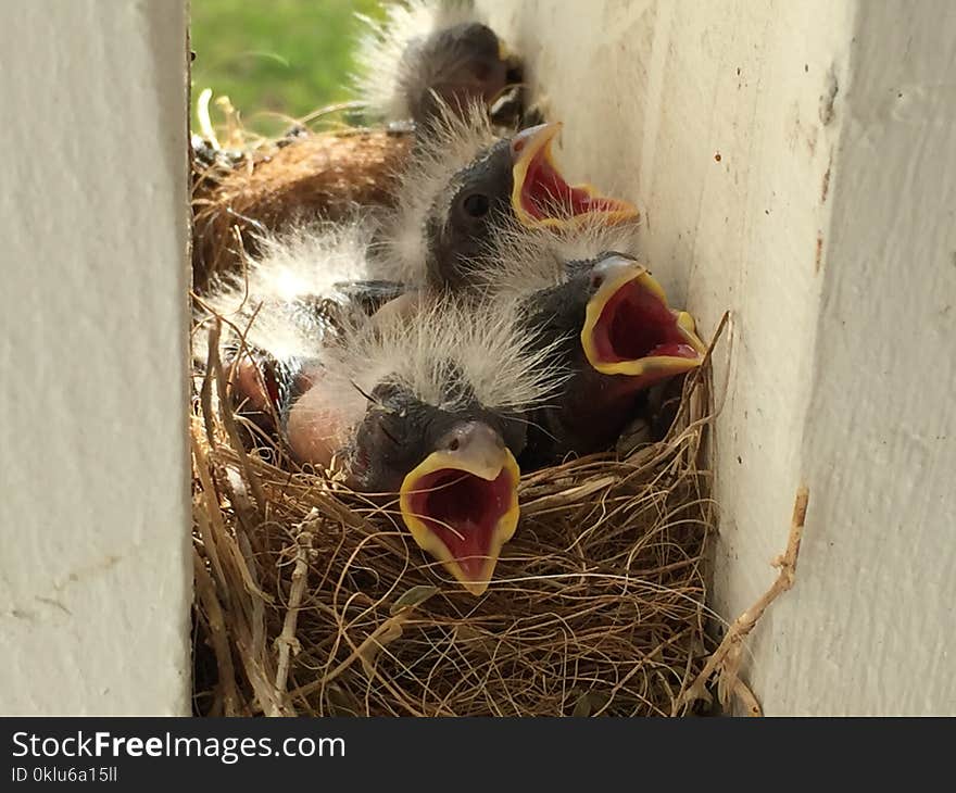 Fauna, Bird Nest, Beak, Nest