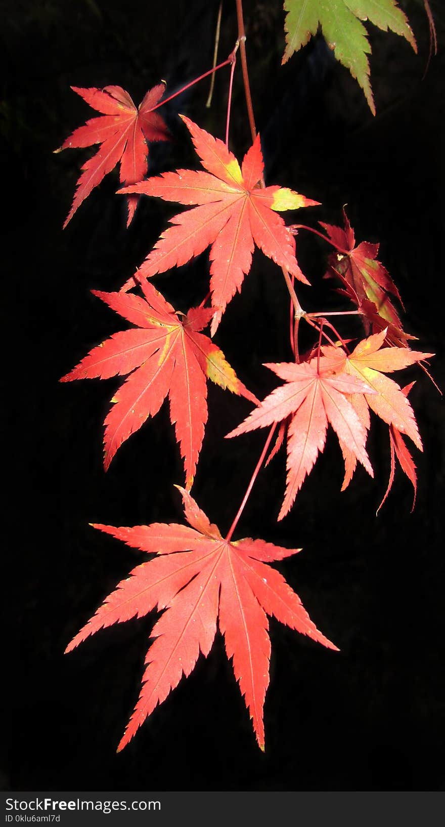 Maple Leaf, Leaf, Tree, Plant