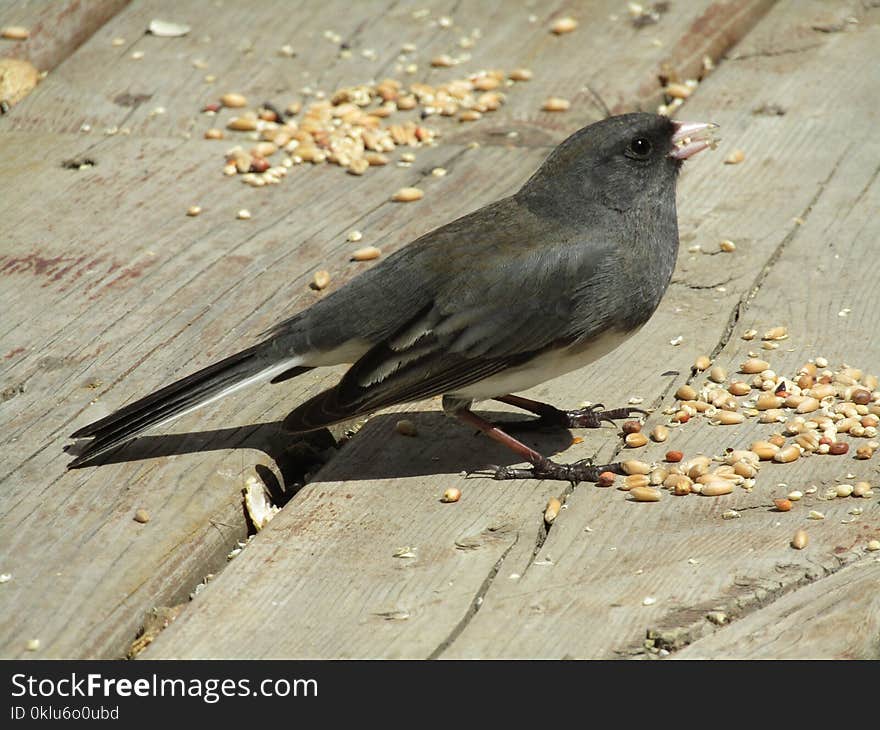 Bird, Fauna, Beak, American Crow