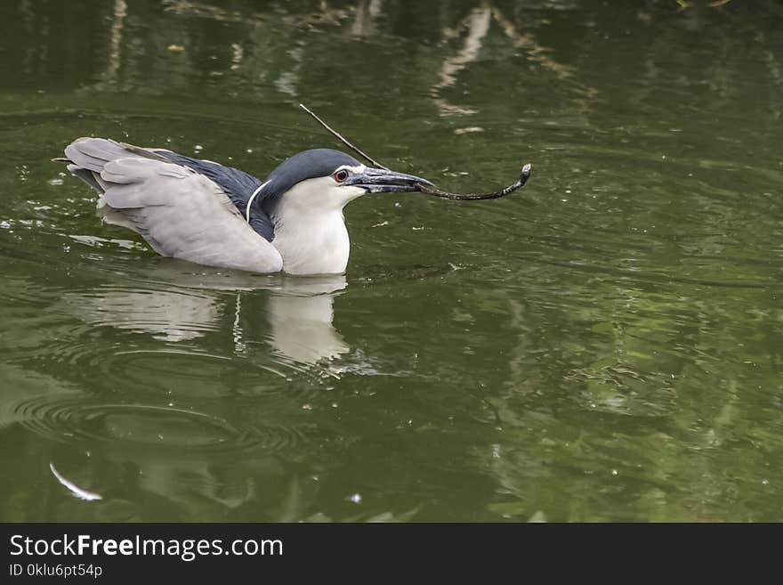 Bird, Beak, Water, Fauna