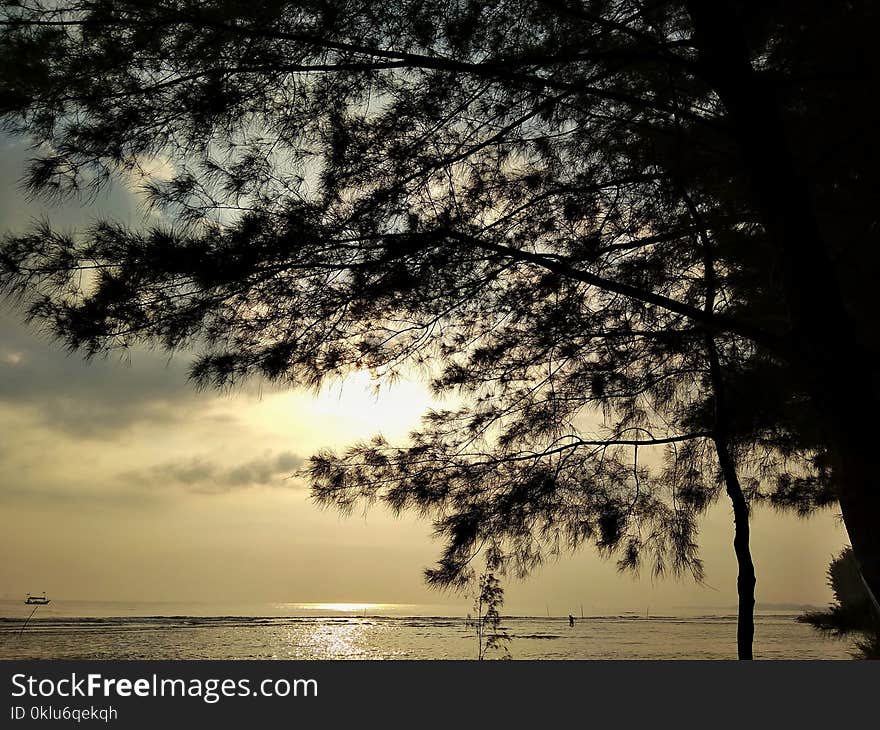 Sky, Nature, Water, Tree